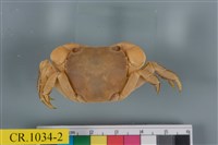 藏品(肉球近方蟹)的圖片